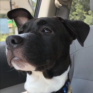 Meet your Posher, Taylor